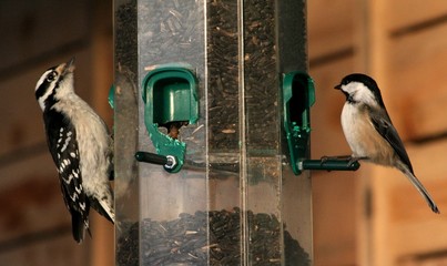 Fototapeta premium pic bois mesange