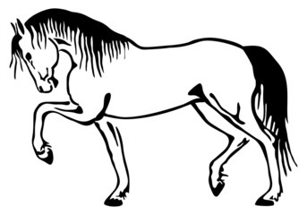 Fototapeta premium Horse vector sketch