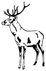 Deer with large antlers. Vector Sketch.