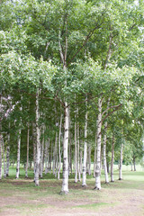 白樺の樹林