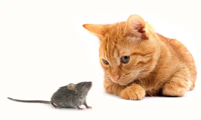 Fototapeten Mouse and cat © Sergii Figurnyi