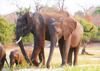 Fototapeta na wymiar Duże stado słoni afrykańskich