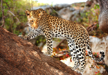 Fototapeta premium Leopard standing on the tree