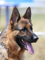 German Shepherd