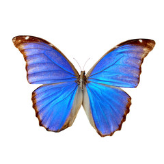 Blue morpho