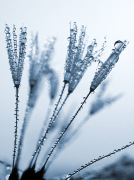 dewy dandelion