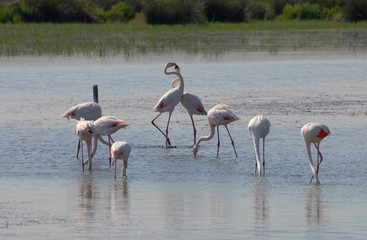 Flamands roses