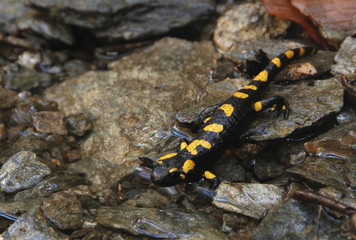 Salamander