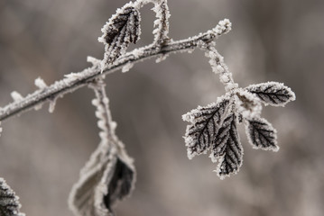 Frost on plant