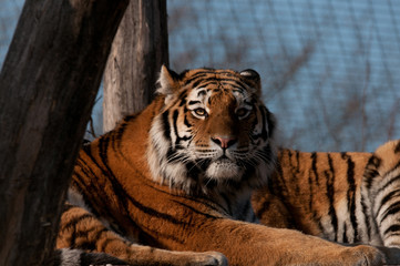 Obraz premium Tiger