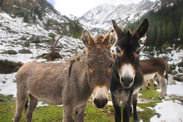 Donkeys