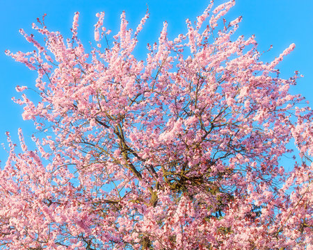 Blooming sakura over blue sky