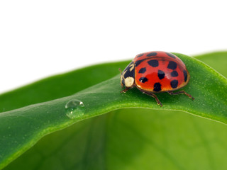 Ladybird