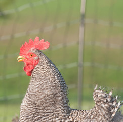 Barred rock rooster with fence in background
