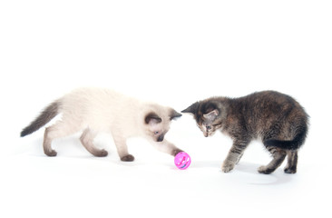 Two kittens playing with pink ball