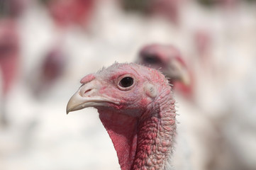 Turkey on a farm