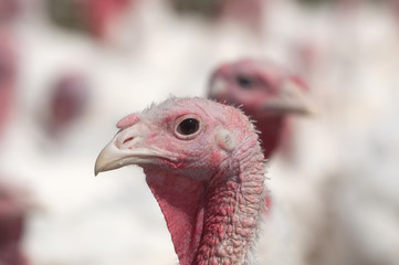 Turkey on a farm