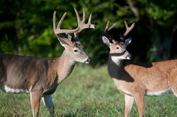 Two white-tailed deer bucks