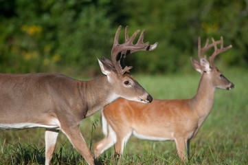 Naklejka na ściany i meble Two white-tailed deer bucks