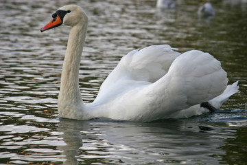 swan on lake