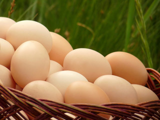 Brown chicken egg in a wicker basket on a background of grass