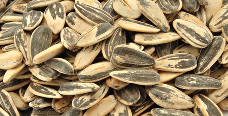 Fondo de semillas de girasol