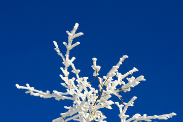 Winterlicher Baum