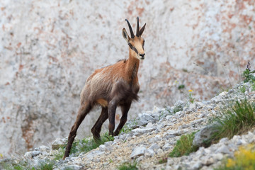 chamois (Rupicapra Carpatica)