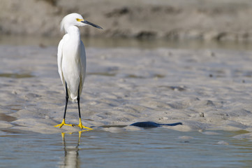 Snowy Egret