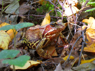frog hiding in the foliage of the forest