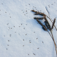 Branches on snow