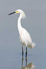 Obraz premium Snowy Egret