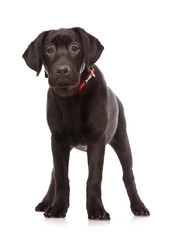 Puppy Labrador retriever isolated against white