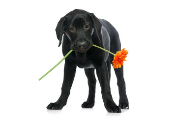 Puppy Labrador retriever holding a flower  in its mouth