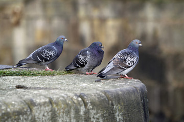 Drei Tauben auf einer Mauer