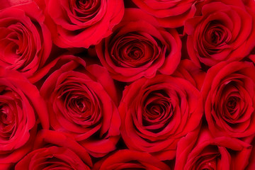 Close-up of red rose blossoms