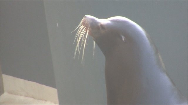 Seel&ouml;we