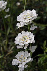 Obraz premium flower 2