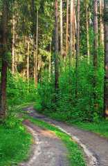 Twisting coniferous forest soil road