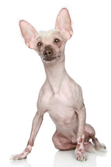 Bare Chinese crested dog sitting on a white background