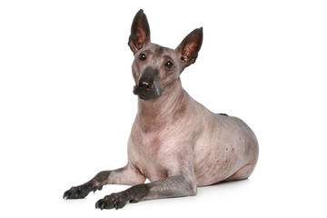 Hairless dog on a white background. Studio shot