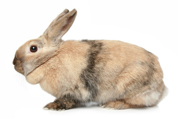 Rabbit on a white background