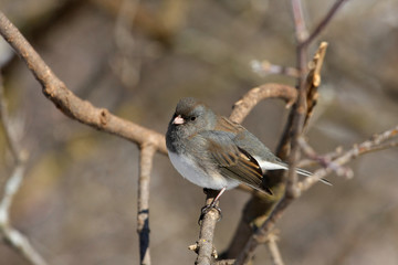 Fototapeta premium Dark-eyed Junco hyemalis