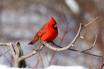 Northern Cardinal cardinalis male