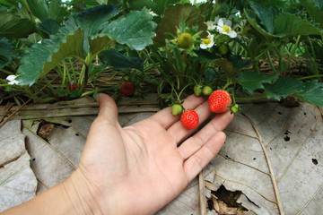 Strawberry fresh from the adjacent strawberry.