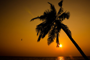 Sunset and coconut tree