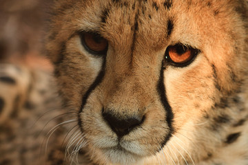 Gepard © Denny Becker