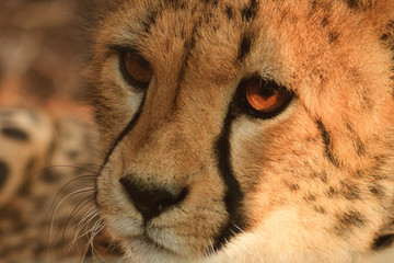 Gepard