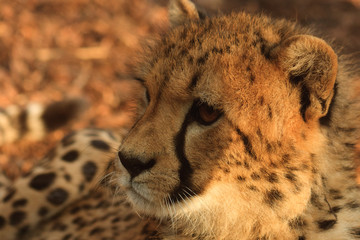 Gepard