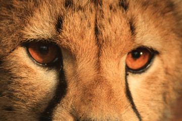 Gepard